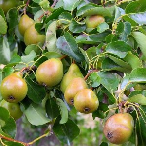 Hruška obyčajná (Pyrus communis) ´CAROLA´ jesenná/skorá zimná 140-180 cm - voľnokorenná
